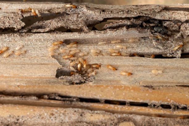 Best Cockroach Control Services  in West Carrollton, OH